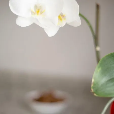 Apartamento Rosaleda Melide Buitenkant foto